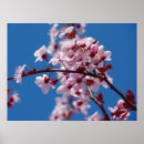 Search for cherry blossom tree posters Botanical