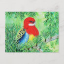 Search for rosella postcards Parrot