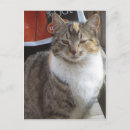 Search for blinking Pets