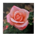 Search for rose tiles Plant