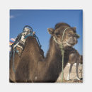 Search for camel magnets North africa