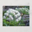 Search for pollination postcards Pollinator