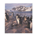 Search for wolf cards invites Wildlife