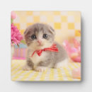 Search for cat baby kids Cute animals