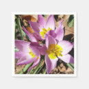 Search for crocuses Croci