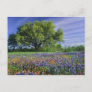 Search for texas bluebonnet postcards Field