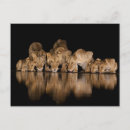 Search for watering hole postcards Africa