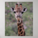 Search for tall giraffe posters Safari
