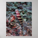 Search for goby posters Fish