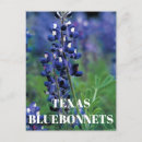 Search for texas bluebonnet postcards Wildflowers