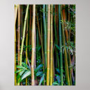 Search for bamboo posters Botanical