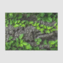 Search for tree bark tissue paper Grey