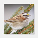 Search for white pine magnets Winter