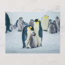 Search for snow birds postcards Penguin