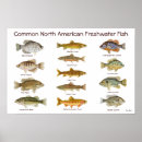 Search for freshwater fish posters Trout