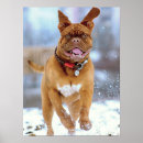 Search for mastiff posters Pet