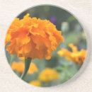 Search for marigold gifts Garden