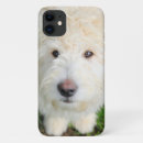 Search for mixed breed dog iphone cases Goldendoodle