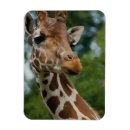 Search for wildlife lover magnets Wild animal