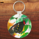 Search for butterfly on black key rings Animal