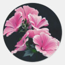 Search for beautiful pink rose stickers Photography