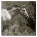 Search for mustang tiles Stallion