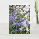 Search for bluebell cards Photography