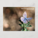 Search for lepidoptera postcards Insect