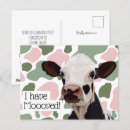 Search for funny cow puns postcards Animal