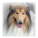 Search for roughness posters Pets