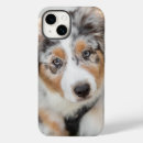 Search for australian shepherd cases Puppy