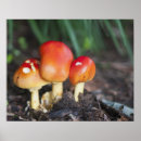 Search for amanita posters Fungus