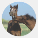 Search for playing stickers Horse