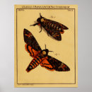 Search for death moth art Insect