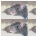 Search for rat fabric Animal