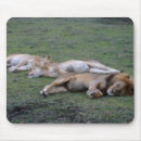 Search for lion lovers electronics Safari