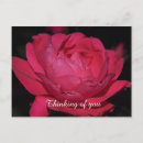 Search for any postcards Flower