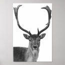 Search for stag posters Modern