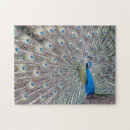 Search for feathered birds photography For her