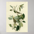 Search for flycatcher posters Birds