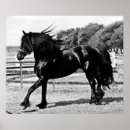 Search for horse black posters Friesian