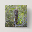 Search for squirrel photos badges Cute