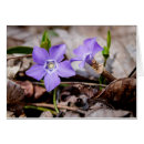 Search for vinca cards Periwinkle