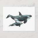Search for orca the whale postcards Watercolor