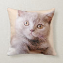 Search for british shorthair cushions Baby animals