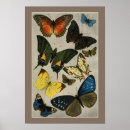 Search for vintage butterfly posters Green