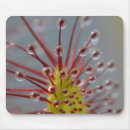Search for carnivore mousepads Nature
