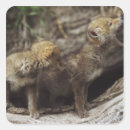 Search for howling coyote stickers Outdoors