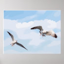 Search for seagull flying posters Sky