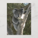 Search for bears climbing trees postcards Wildlife